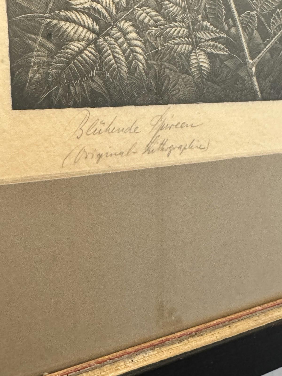 Wilhelm Heise Bluehende Spieren 1925 Lithograph Nocturnal