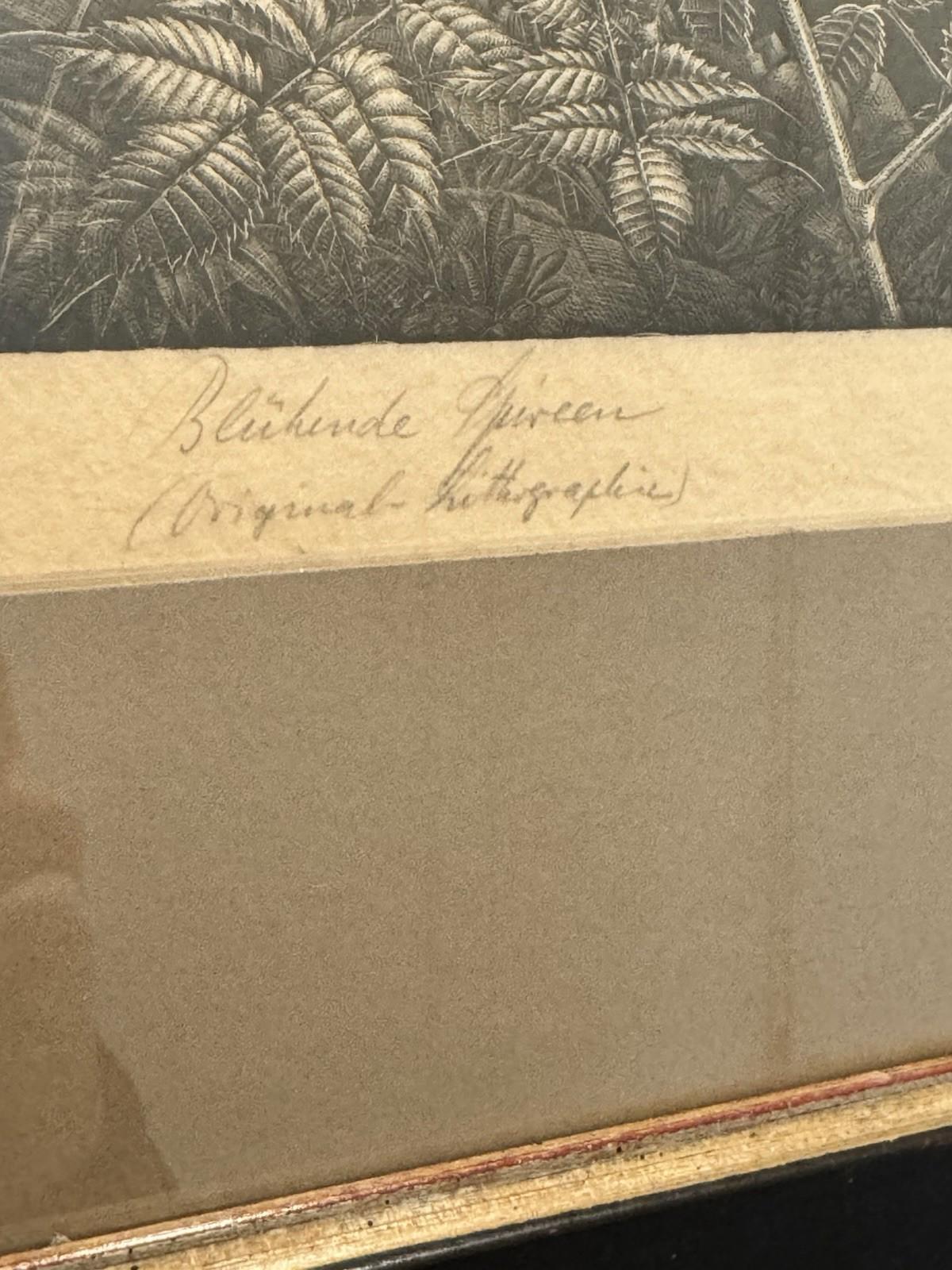 Wilhelm Heise Bluehende Spieren 1925 Lithograph Nocturnal